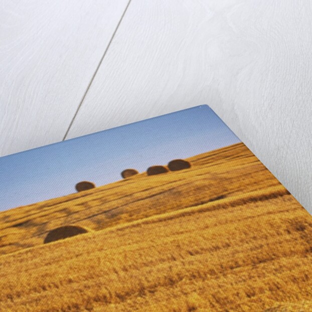 Harvested Fields of Hay by Anonymous