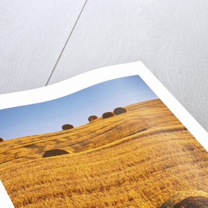 Harvested Fields of Hay by Anonymous