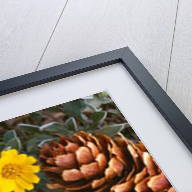 Arrangement of Flowers and Pine Cones by Anonymous