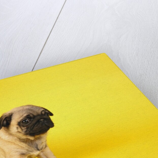 Pug Puppy by Anonymous