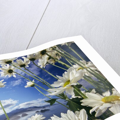 Wildflowers in Bloom Along Coastline by Anonymous