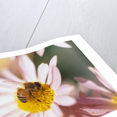 Bee Hovering at Flower by Corbis