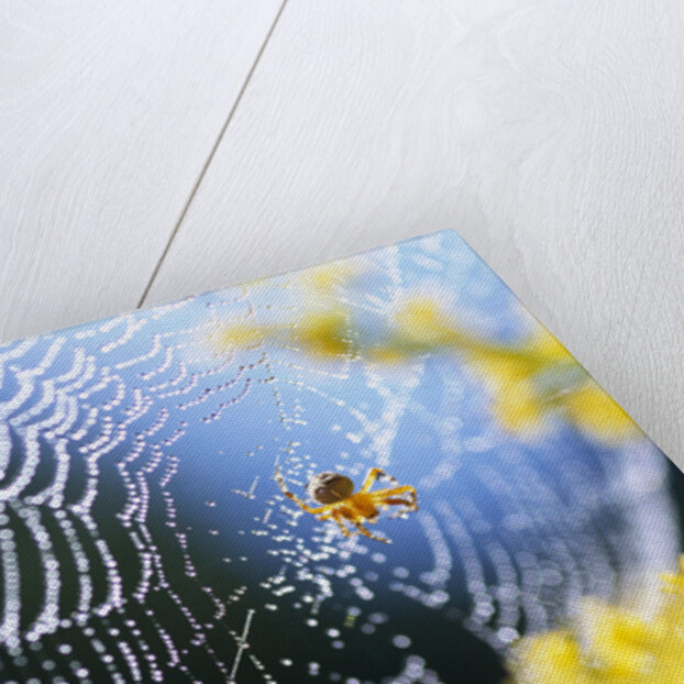 Spider on Dew-Covered Web by Anonymous