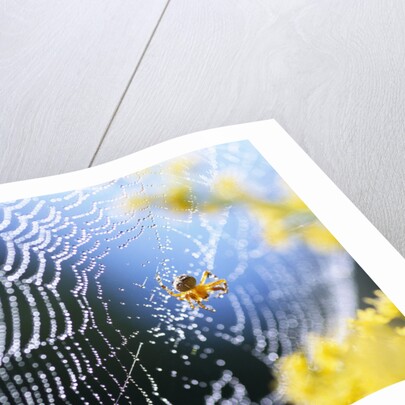 Spider on Dew-Covered Web by Anonymous