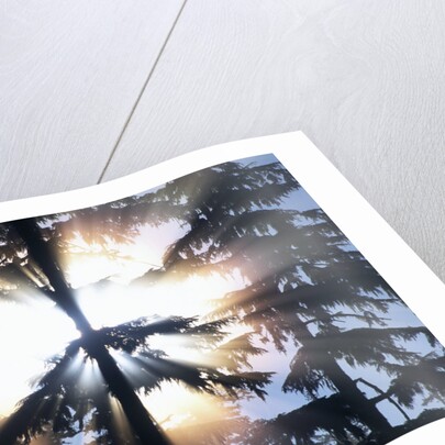 Sunlight Shining Through Trees in Forest by Anonymous