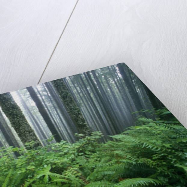 Fog Settling on Lush Rainforest by Anonymous
