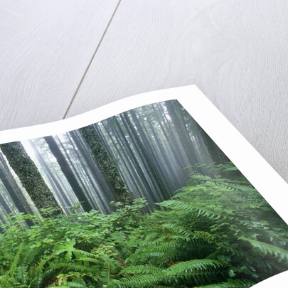 Fog Settling on Lush Rainforest by Anonymous