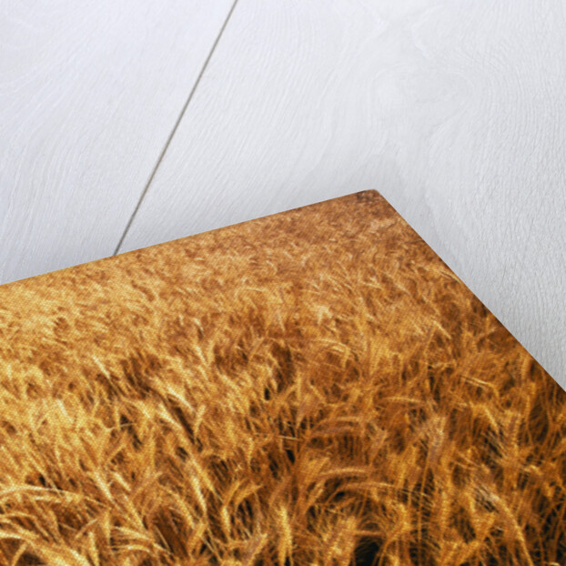Wheat Crop Growing in Field by Anonymous
