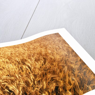 Wheat Crop Growing in Field by Anonymous