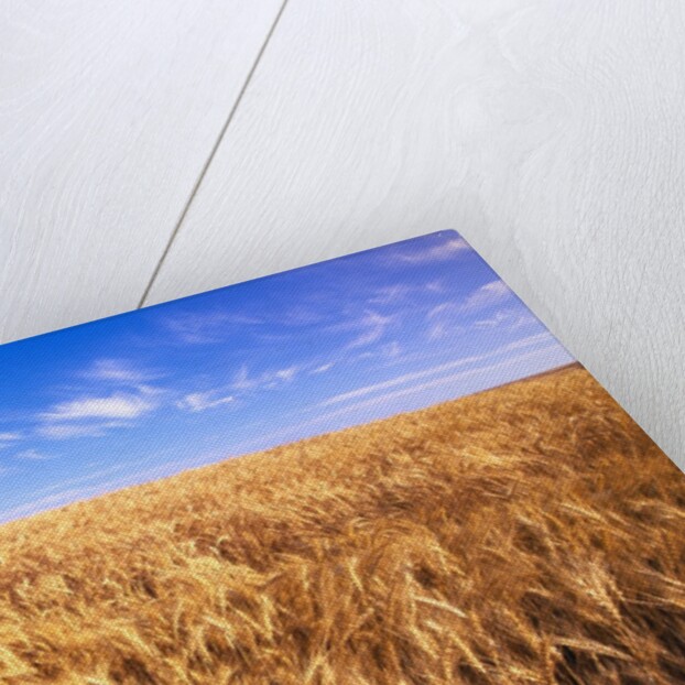 Wheat Crop Growing in Field by Anonymous