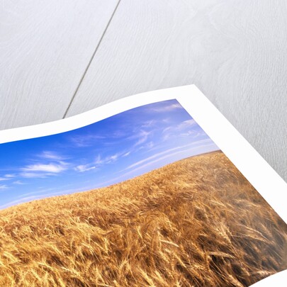 Wheat Crop Growing in Field by Anonymous