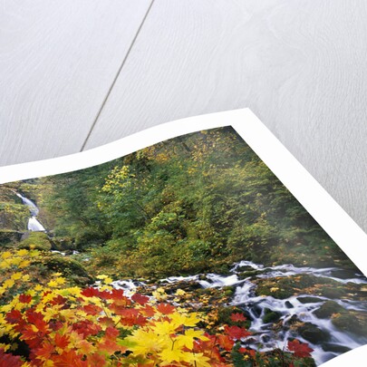 Waterfall Running Through Forest in Autumn by Anonymous