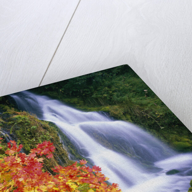 Autumn Leaves by Rushing Waterfall by Anonymous