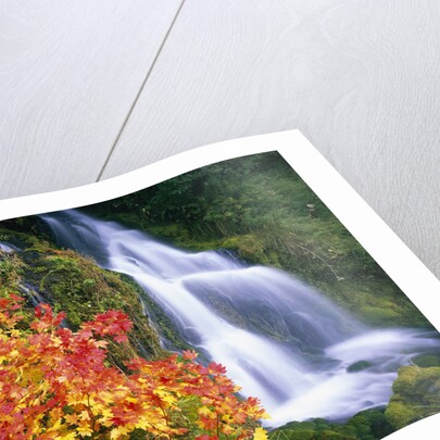 Autumn Leaves by Rushing Waterfall by Anonymous