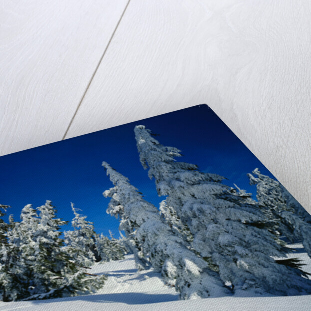 Snowshoe Tracks in Snowy Field by Anonymous