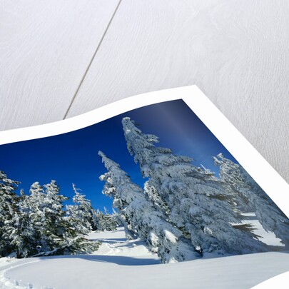 Snowshoe Tracks in Snowy Field by Anonymous