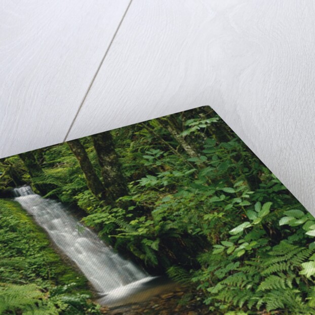 Waterfall in Lush Forest by Anonymous