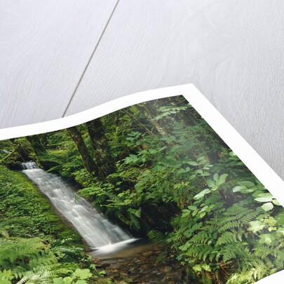 Waterfall in Lush Forest by Anonymous