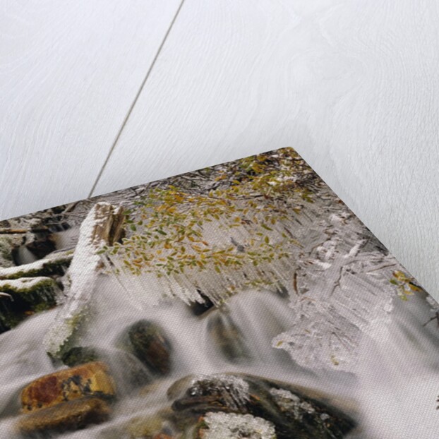 Trees Covered in Ice by Cascade by Anonymous