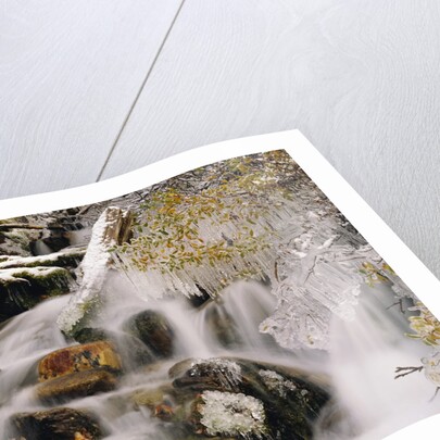 Trees Covered in Ice by Cascade by Anonymous