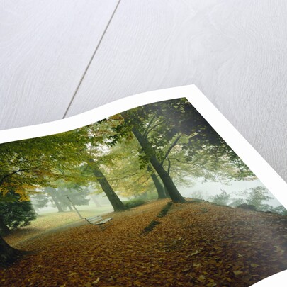Quiet Park in Autumn by Anonymous