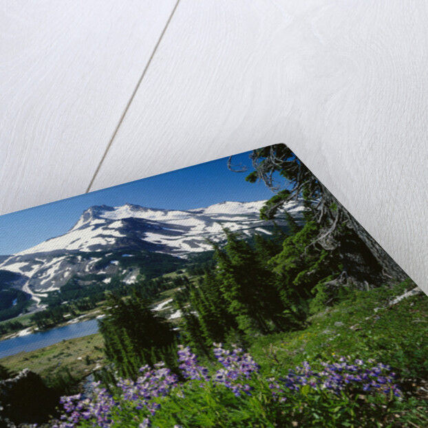 Wildflowers in Bloom by Snow-Capped Mountain by Anonymous