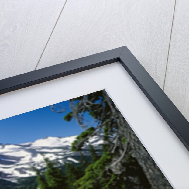 Wildflowers in Bloom by Snow-Capped Mountain by Anonymous