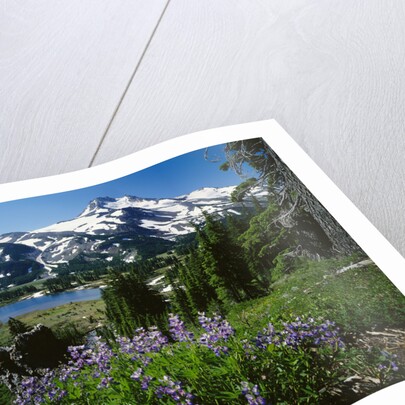 Wildflowers in Bloom by Snow-Capped Mountain by Anonymous