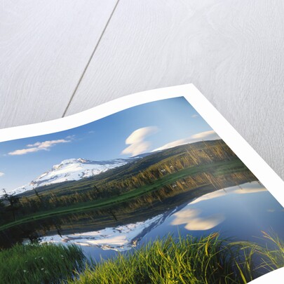 Mount Hood Reflected in Beaver Pond by Anonymous