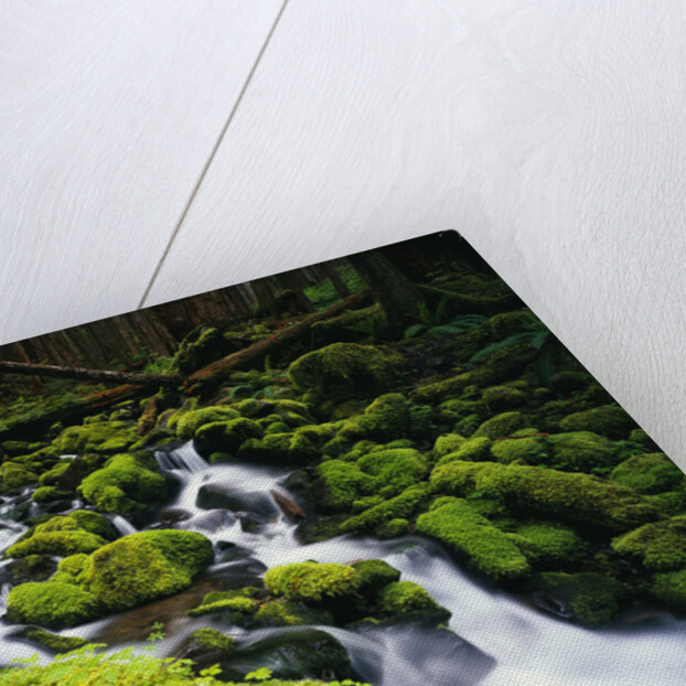 Moss Blanketing Rocks in Olympic National Park by Anonymous