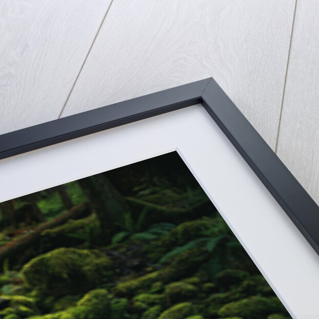 Moss Blanketing Rocks in Olympic National Park by Anonymous