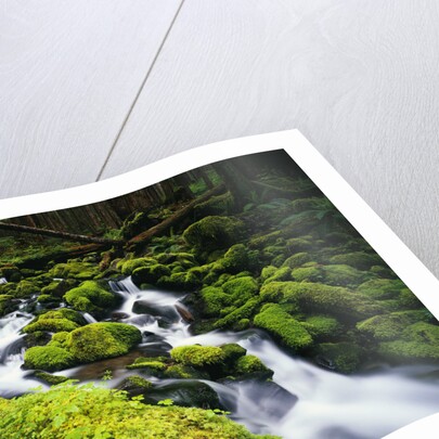 Moss Blanketing Rocks in Olympic National Park by Anonymous