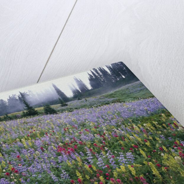 Wildflowers in Bloom on Mount Rainier by Anonymous