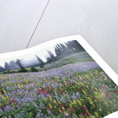 Wildflowers in Bloom on Mount Rainier by Anonymous