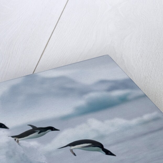 Adelie Penguins Jumping into Ocean by Anonymous