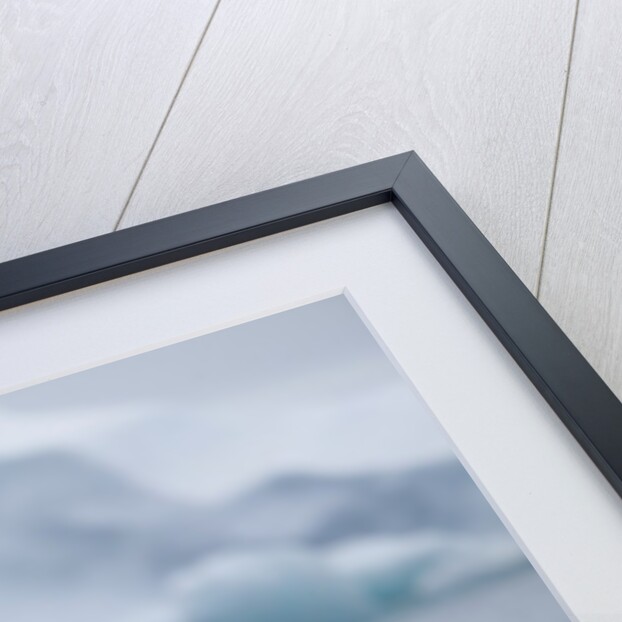 Adelie Penguins Jumping into Ocean by Anonymous