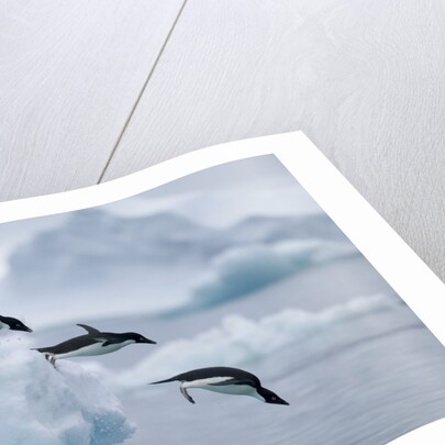 Adelie Penguins Jumping into Ocean by Anonymous