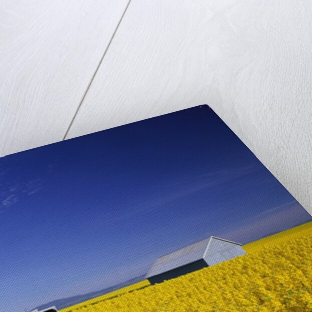 Spring Canola Crop by Anonymous