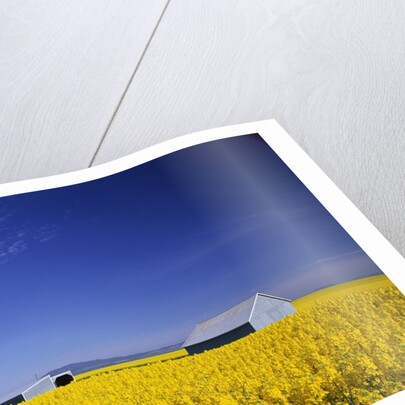 Spring Canola Crop by Anonymous