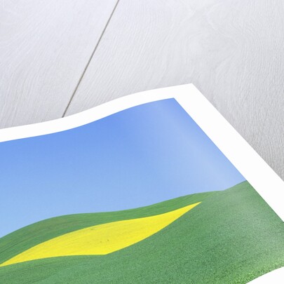 Palouse Hills in Growing Season by Anonymous