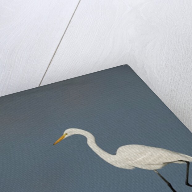 Snowy and Great Egrets by Anonymous