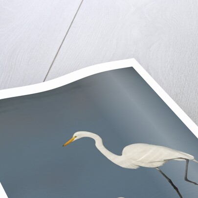 Snowy and Great Egrets by Anonymous