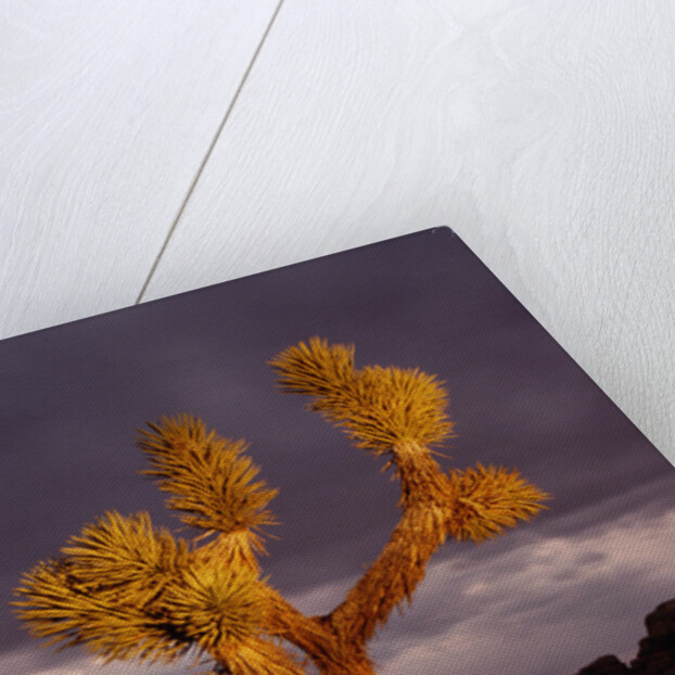 Joshua Tree by Anonymous