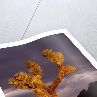 Joshua Tree by Anonymous