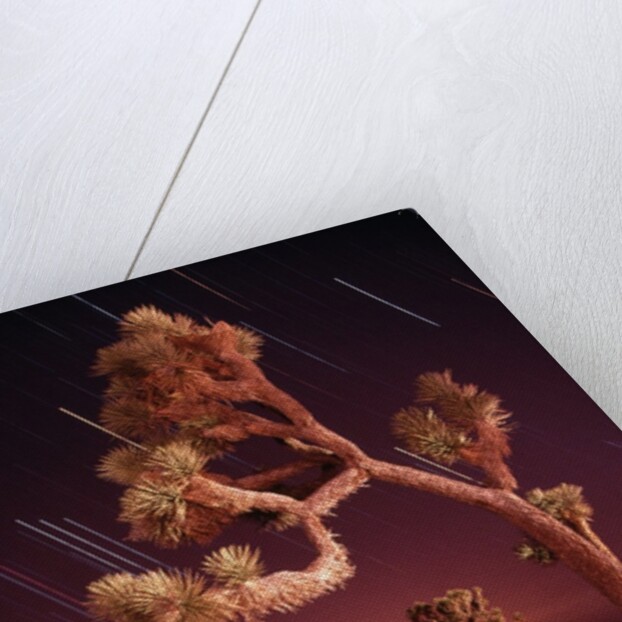 Meteor Trails and Joshua Trees by Anonymous