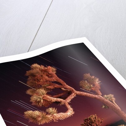 Meteor Trails and Joshua Trees by Anonymous
