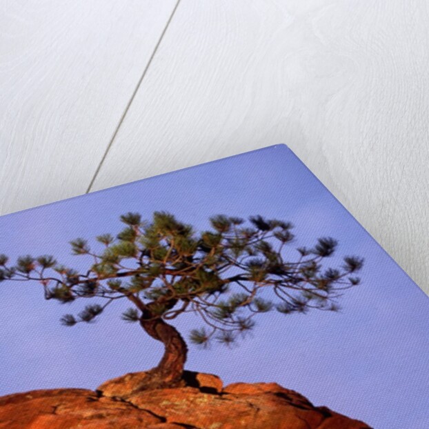 Ponderosa Pine and Hoodoo Rock by Anonymous