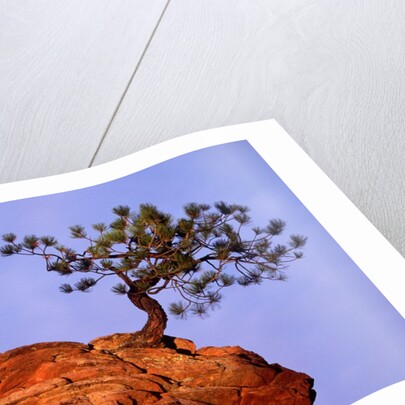 Ponderosa Pine and Hoodoo Rock by Anonymous