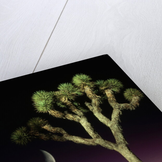 Crescent Moon and Joshua Tree by Anonymous