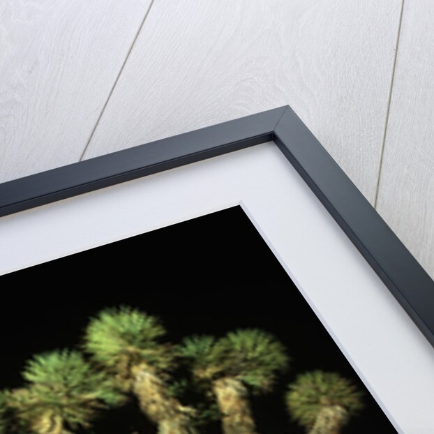 Crescent Moon and Joshua Tree by Anonymous